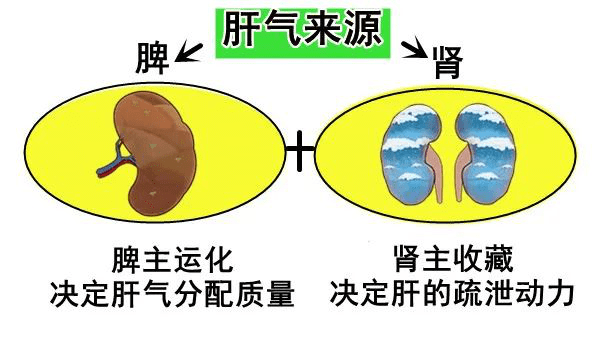 再说洪大姐睡眠不好,半夜老是醒来,其实也和肝有关系.