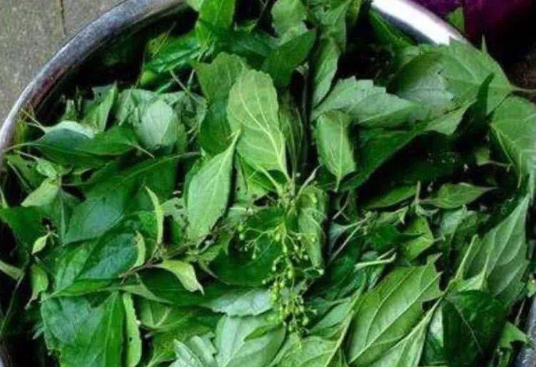 农村制作豆腐不用大豆,用这种树叶,晶莹透亮,人称"神仙豆腐"