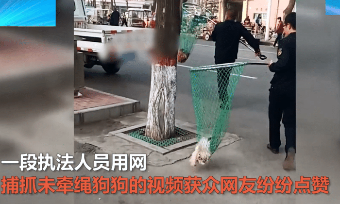 遛狗不拴绳,执法人员用网将狗捕走,女子追喊"赶紧还给我"