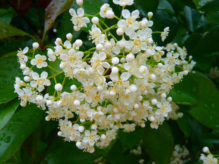 原创6种有臭味的花卉,颜值虽高味道难闻,建议不养