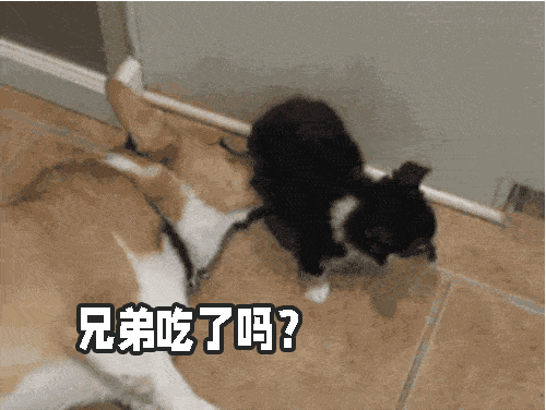 狗狗尿尿,闻屁屁=互相在刷朋友圈?