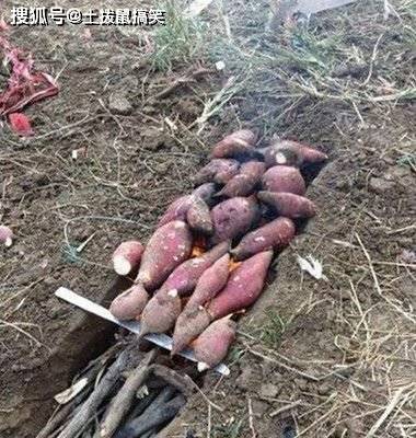 这样烤熟,吃的就不是红薯了