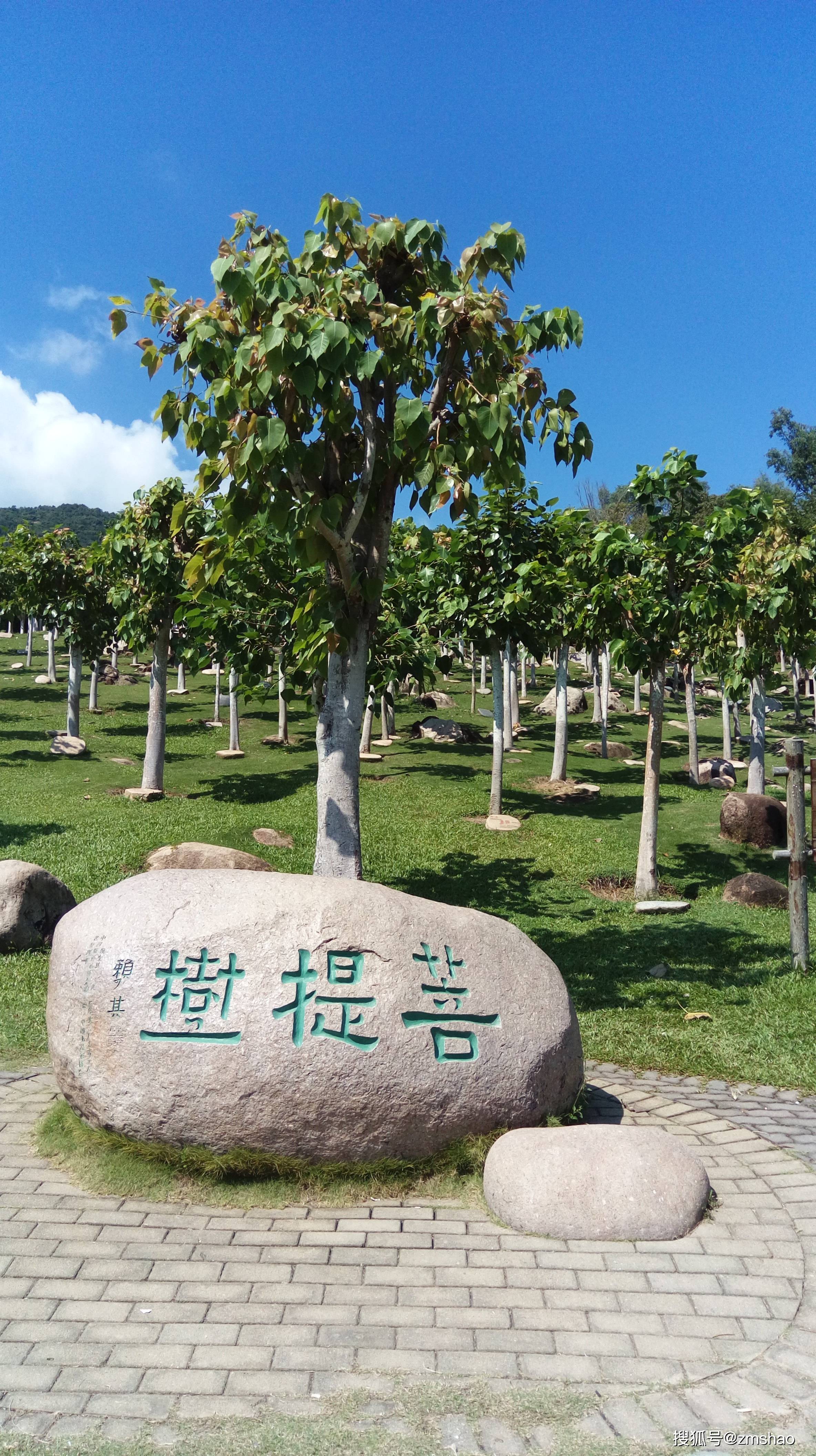 1 12 菩提树的花 东南亚常见的菩提树 菩提树的花 菩提树的叶子