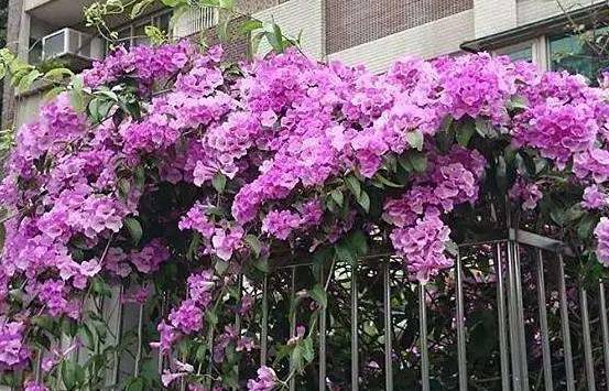 "蒜香藤"开花少?老花农有"妙招",花开上百朵,1年能爬2
