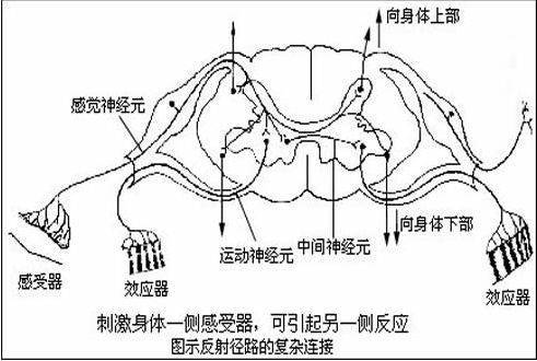 患运动神经元病耳朵会有哪些症状表现?