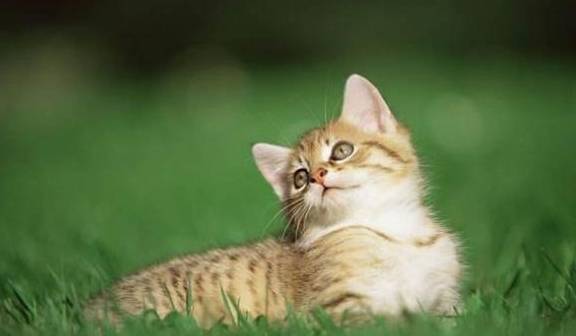 小猫主动讨摸,还发出咕噜噜的声音,这是为什么?