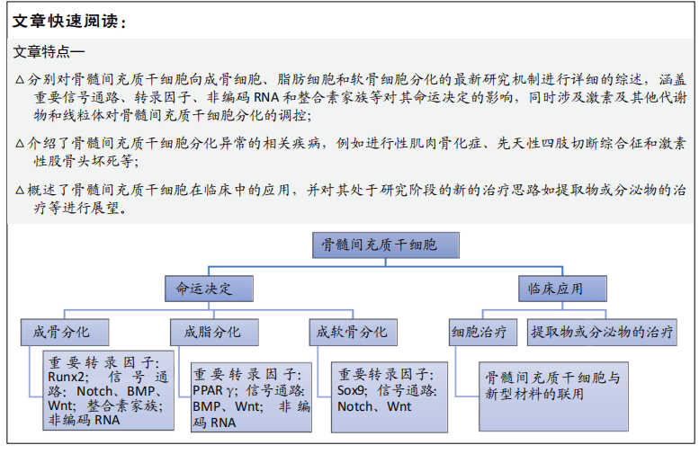 骨骼微环境中谁决定间充质干细胞的分化命运