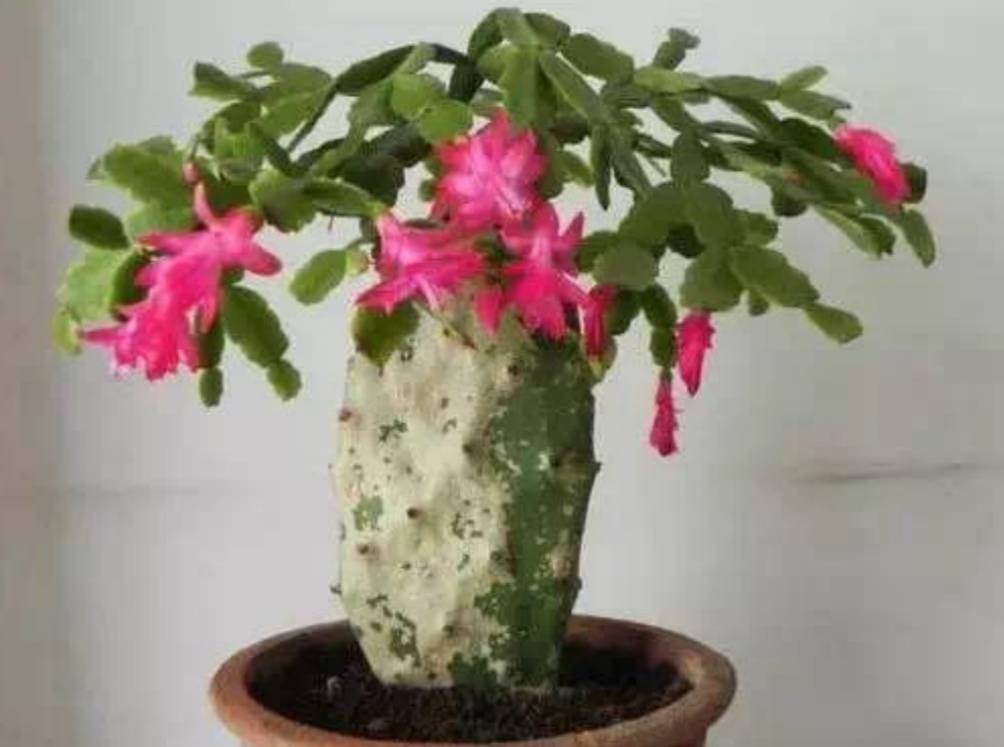 3种仙人掌科植物嫁接蟹爪兰哪个嫁接后亲和力更好