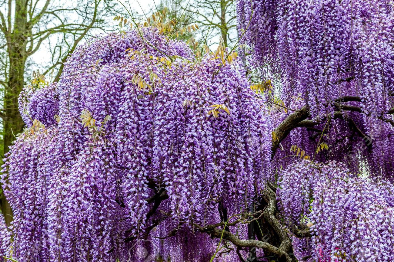 原创摄影图片欣赏:日本足利花卉公园的"紫藤花物语"