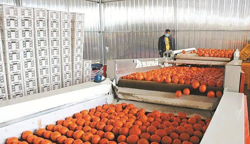 【村宝网】柑橘商品化处理,果实等级分类,提高竞争力