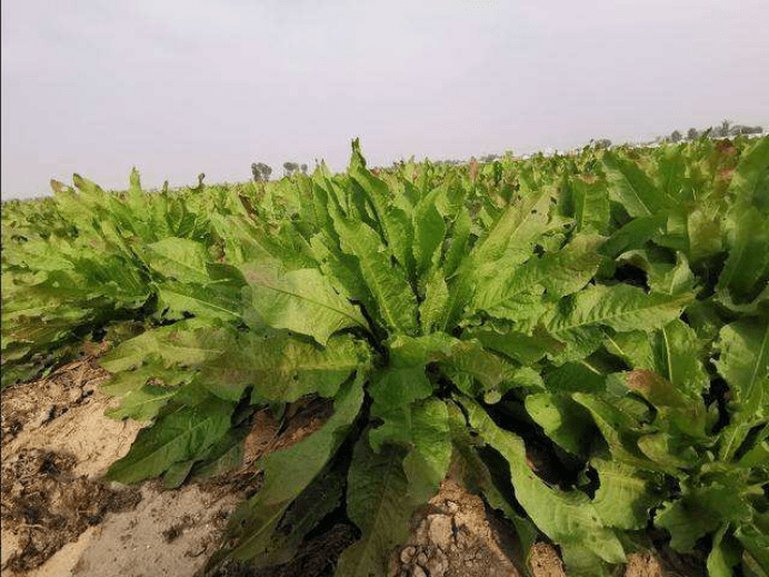 爱尚雪食叶草育苗基地