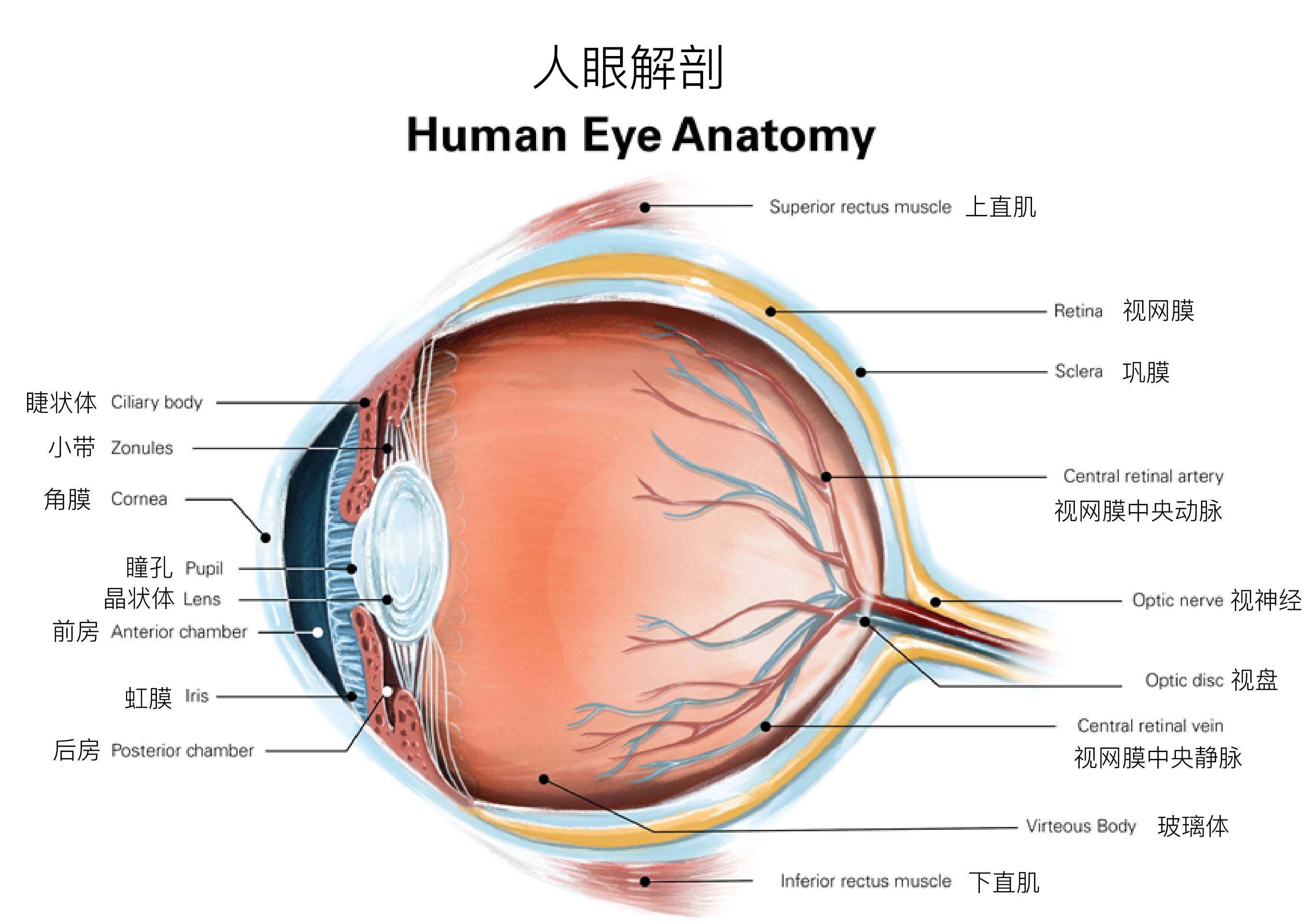 泪膜被吸附在球结膜,睑结膜和角膜上皮上,它润滑了整个眼球前表面