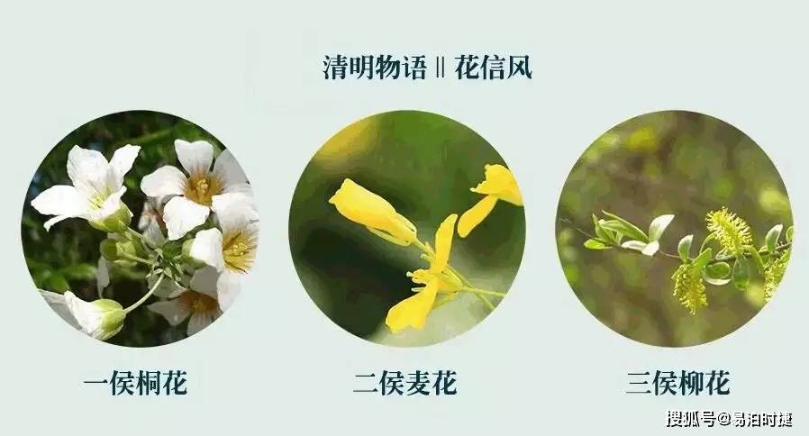 清明节,包容生命中遗憾,失去的都会以另一种方式归来!