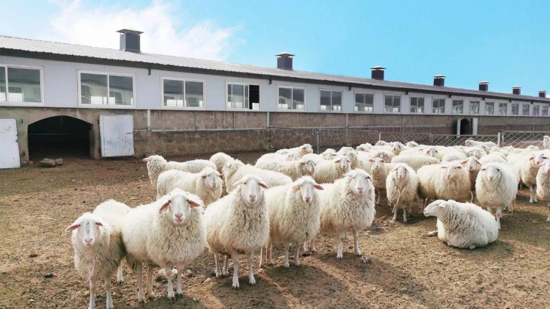 蒙天然(富河)基地实景3月29日,来自奈伦集团旗下维捷农牧订购的1500