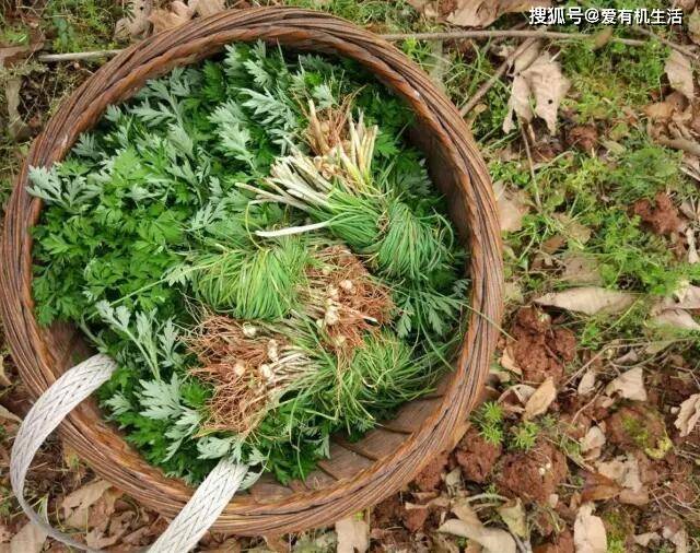 春天吃一口社饭,芳香扑鼻,品尝春天的味道,怀念儿时的味道!_蒿和