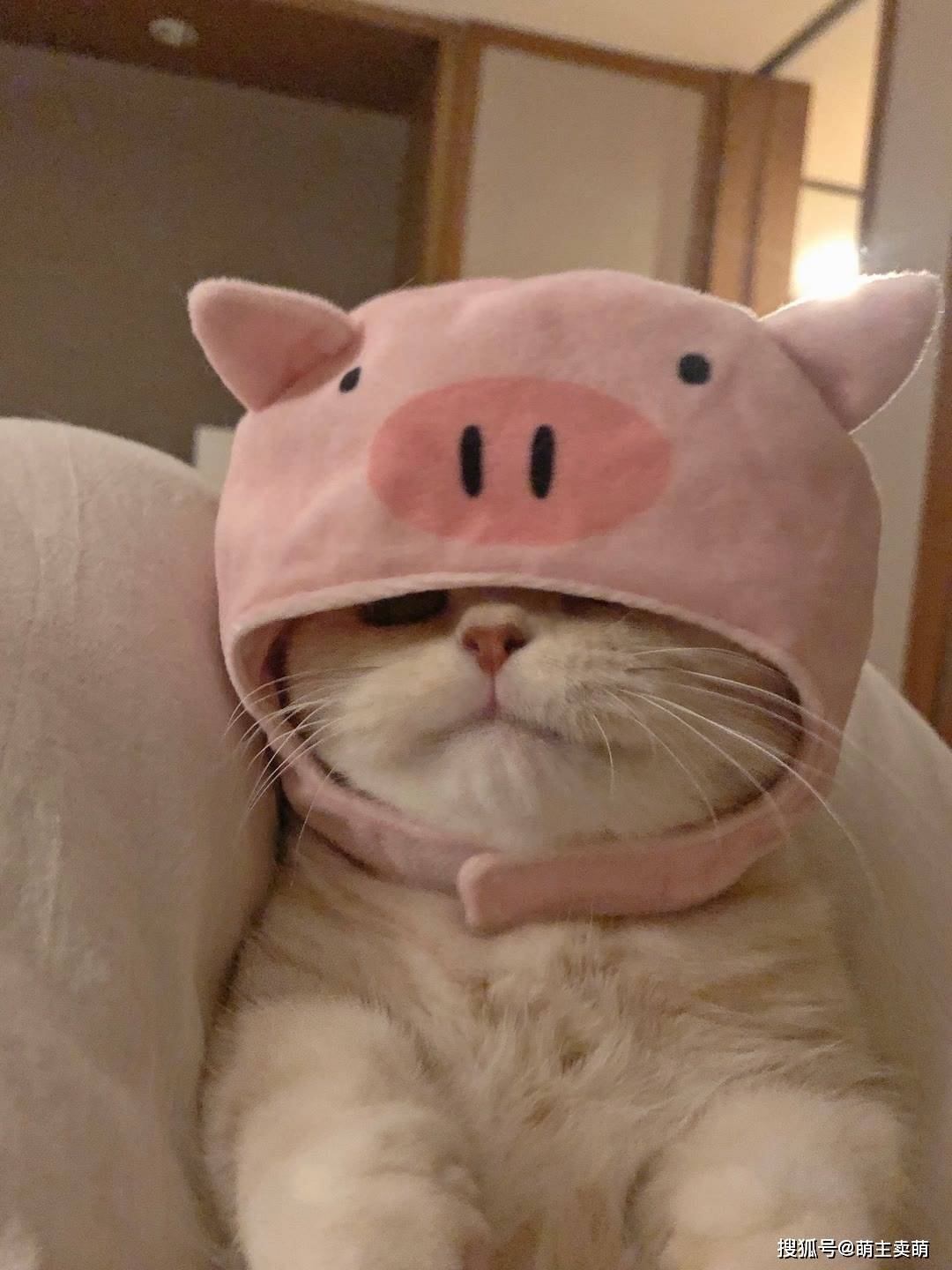 一只可爱的小猪猪
