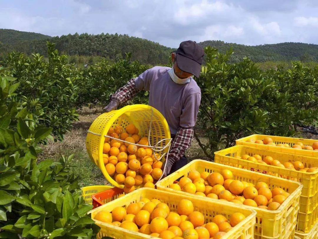 巨鲸帮帮x鹿寨蜜橙致力社会公益携手微博大v助力电商助农