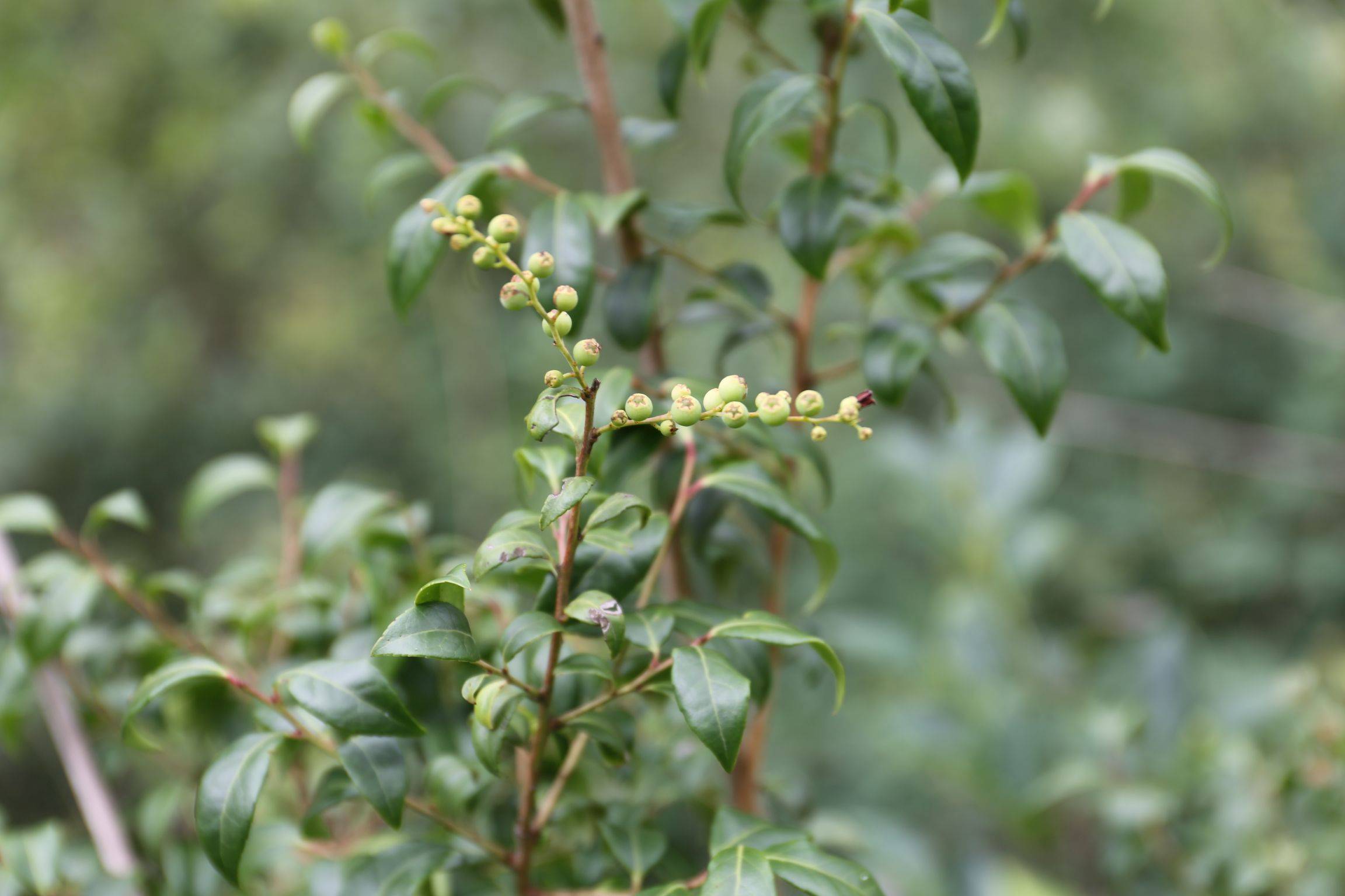 庆元植物1390-杜鹃花科-越橘属-短尾越橘(原越桔属,浙