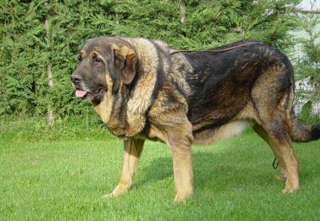 体重100kg的欧洲猛犬,可以凭借强劲实力碾压藏獒,一度