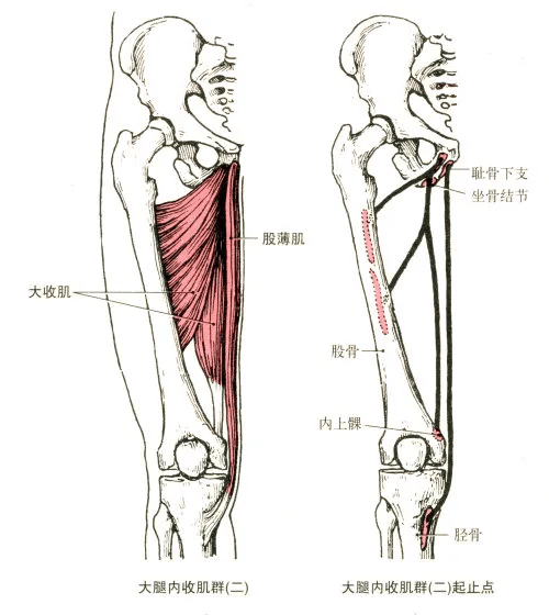 起点:坐骨结节,坐骨支和耻骨下支.