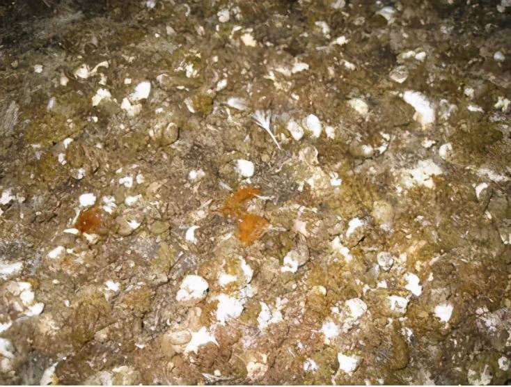 肉鸡腺肌胃炎发病率高达98%,造成生长不良,过料,消瘦