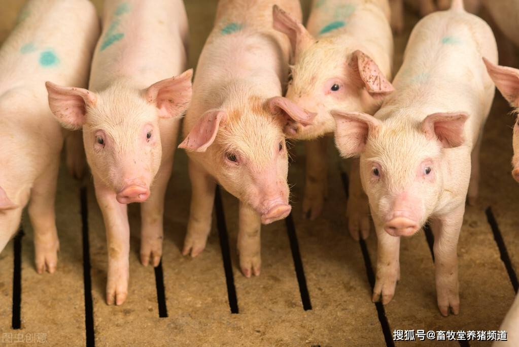 猪圆环病毒引起的5种疾病症状是什么?猪圆环病毒病症状图片详解