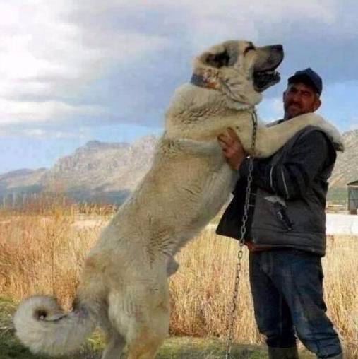 狗狗界的5大巨型犬,最后一种站起来比姚明还高!
