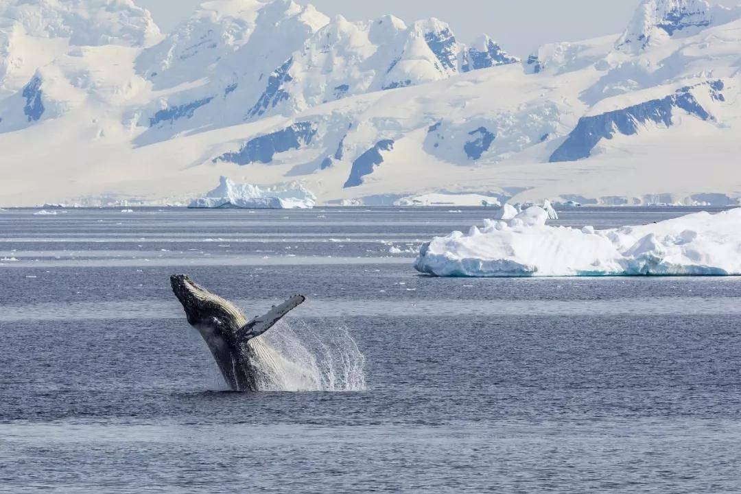 南极gerlache海峡中游弋的座头鲸.图源@vcg