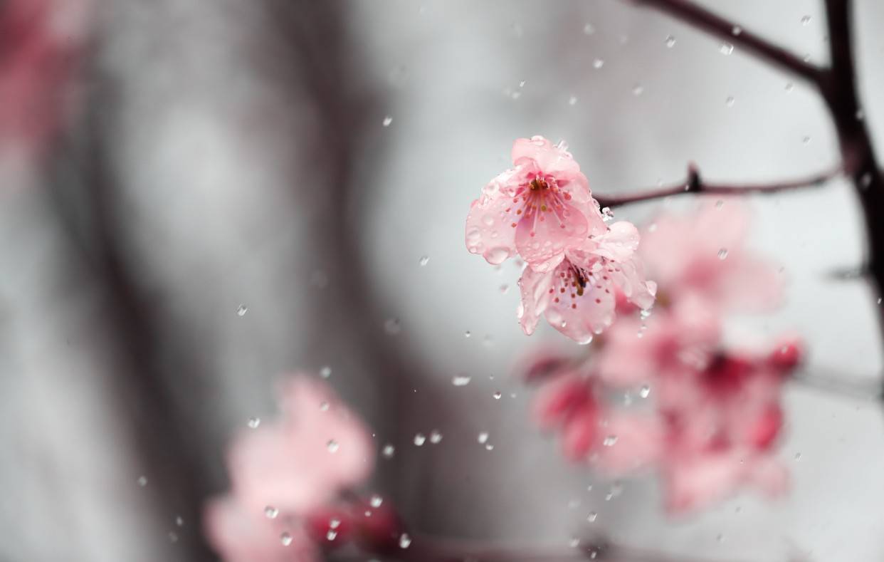 沾上雨水的花瓣如片片琉璃 也像世间一切精致的事物 美好却易碎