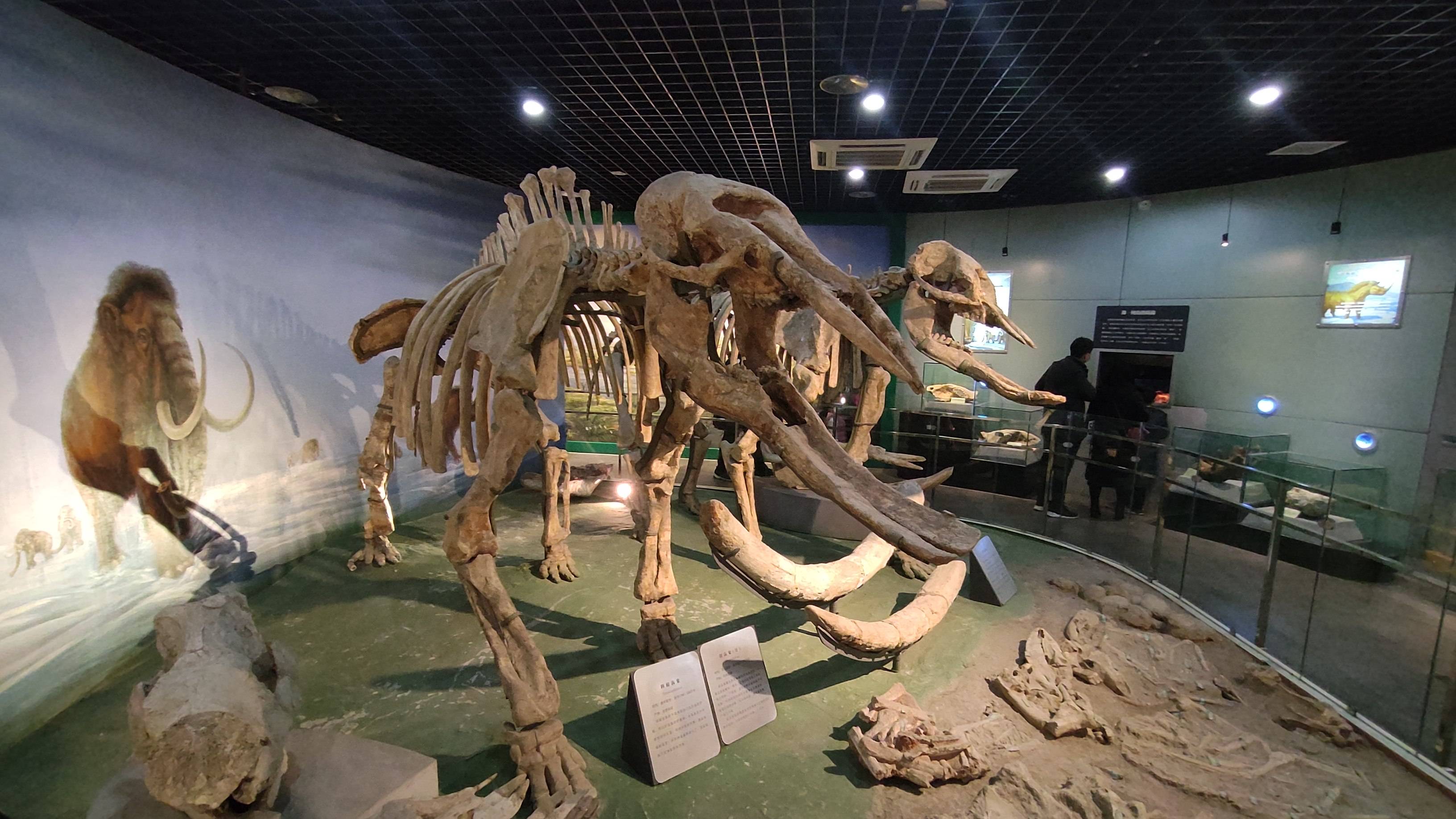 河南省地质博物馆(现河南自然博物馆)位于郑州市郑东新区金水东路18