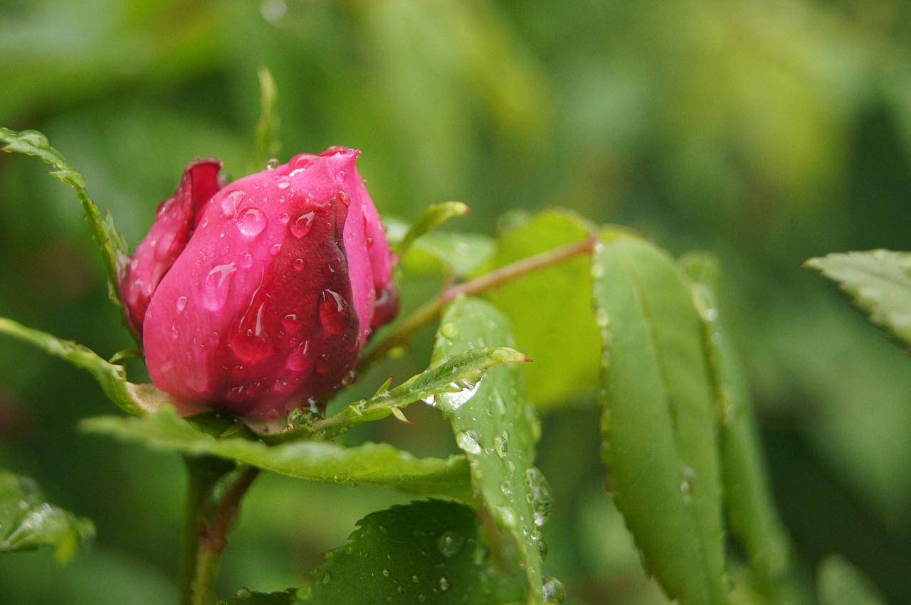 花椒园里,在一阵春雨过后,小鸟开始梳理羽毛,一边鸣叫,好像在说