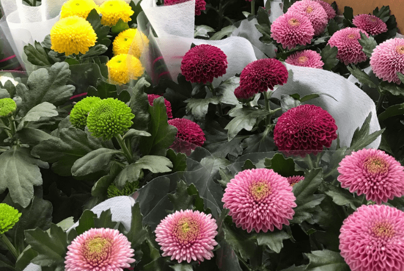 花型如乒乓球的"乒乓菊,花小量多,清新淡雅,真适合盆栽观赏