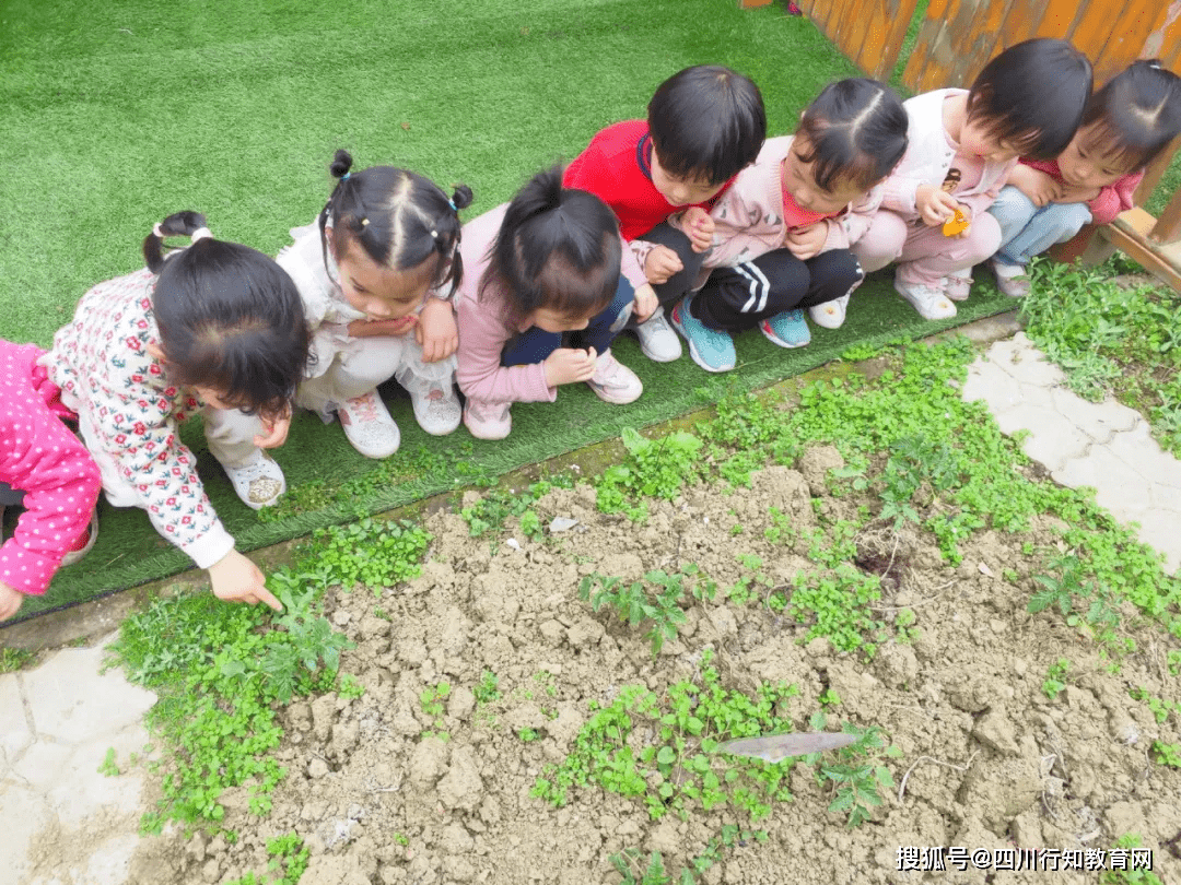 孩子们种的番茄苗也长大了,种植地里还有胡豆呢!