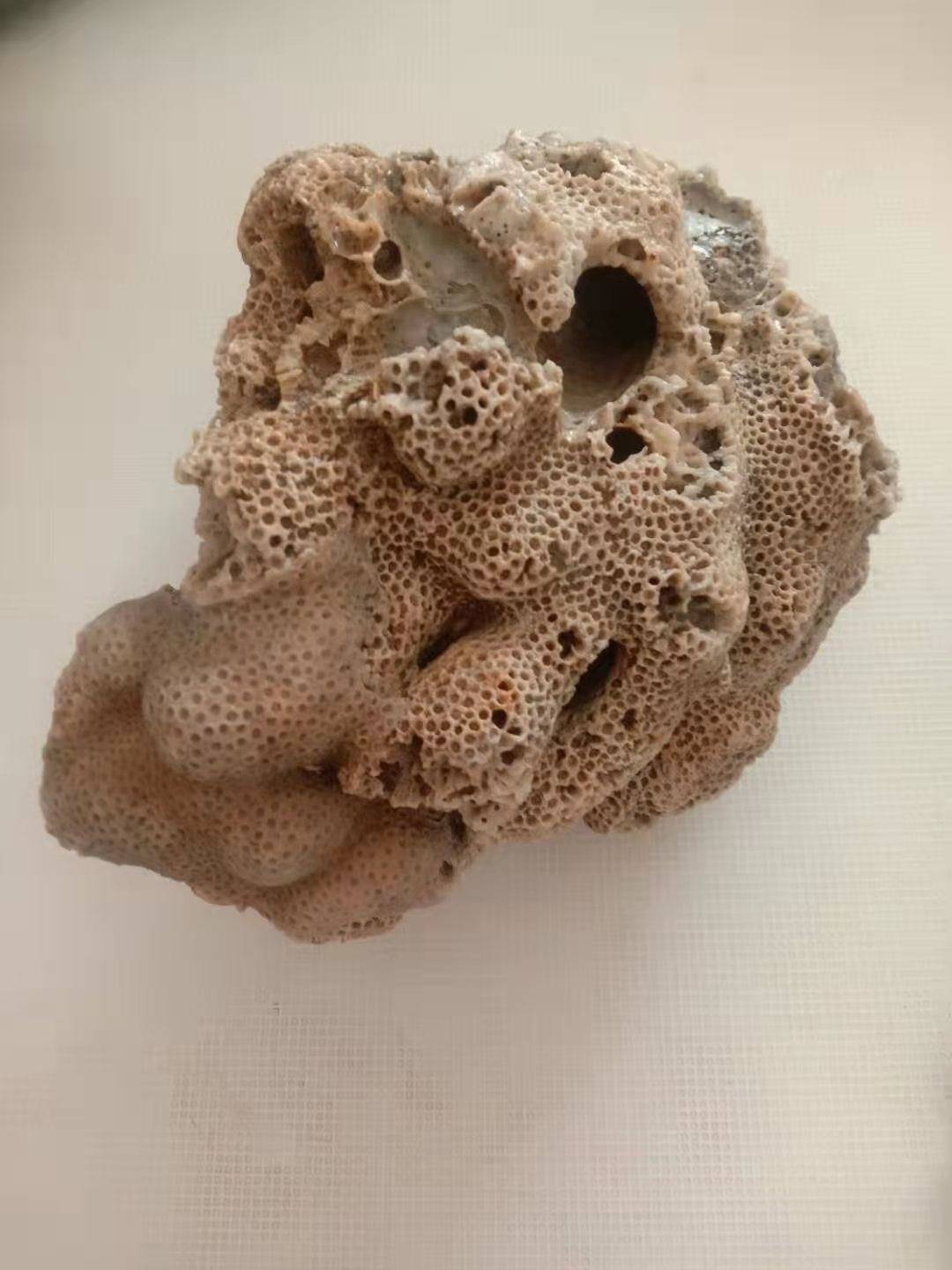 珊瑚化石精品交易推荐