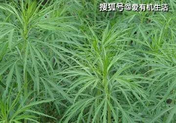 原创春天这个河岸边的野菜,用来包饺子非常美味,养肝护肝,要多吃!