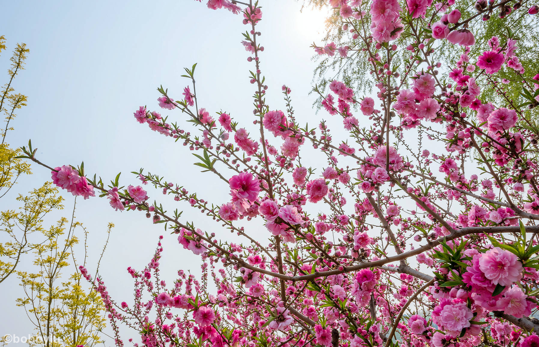 樱花盛放正当时,这个春天你不能错过的万亩樱花园,就在北京东南边