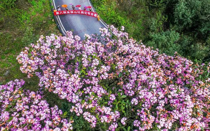 金佛山杜鹃花节