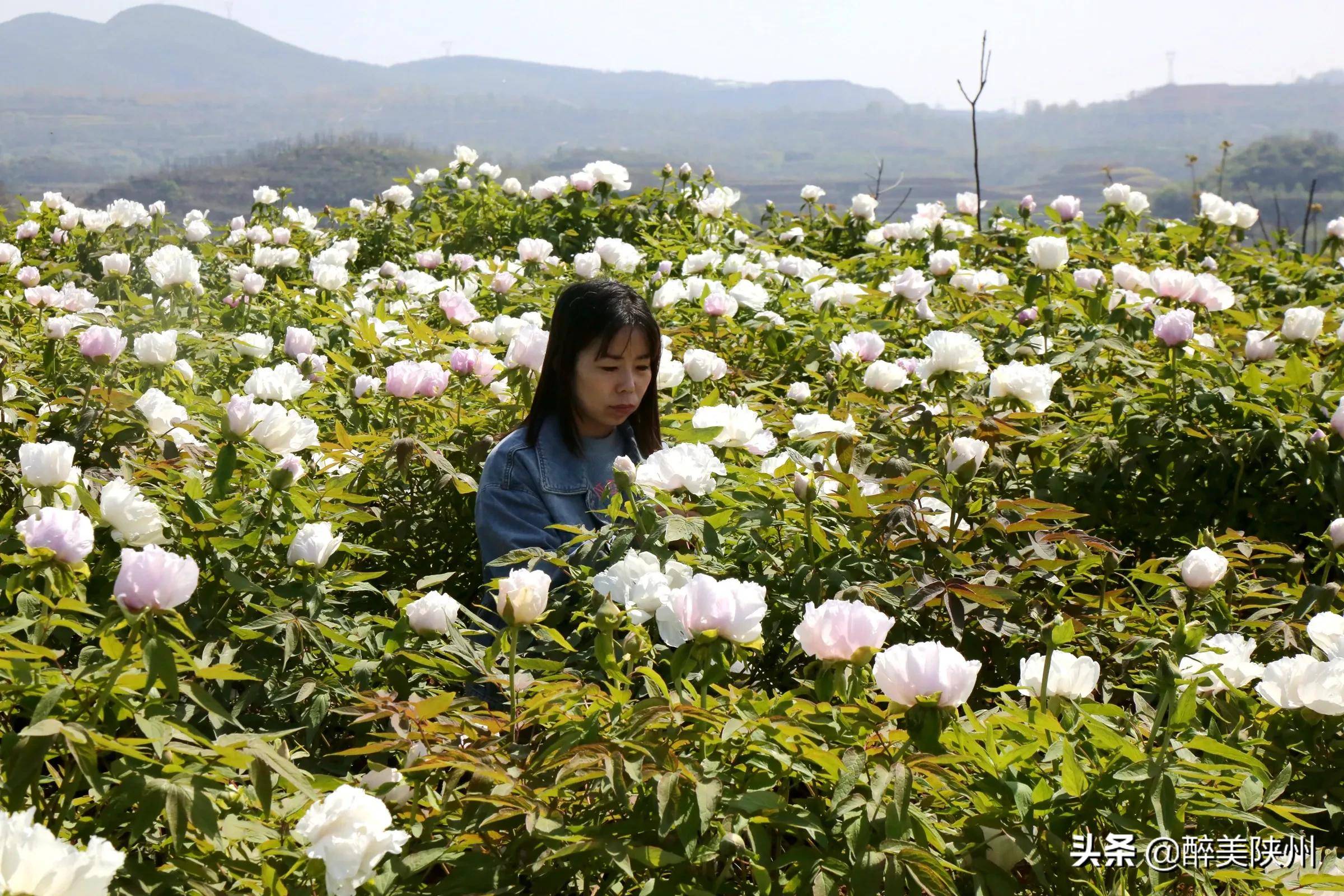 陕州区:油牡丹成乡村振兴"金钥匙"