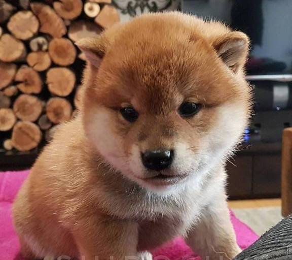 兄弟叠叠乐～看镜头小能手～来张自拍吧～三只小柴犬可以说是长得一模