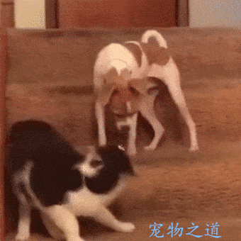 而猫咪给人的印象则是高冷,敏感和自我.