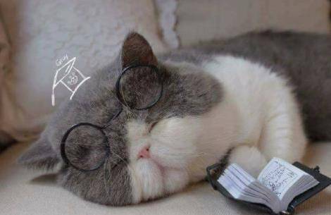 铲屎官晒猫咪看书照,完美呈现了课堂上的我们,太真实了