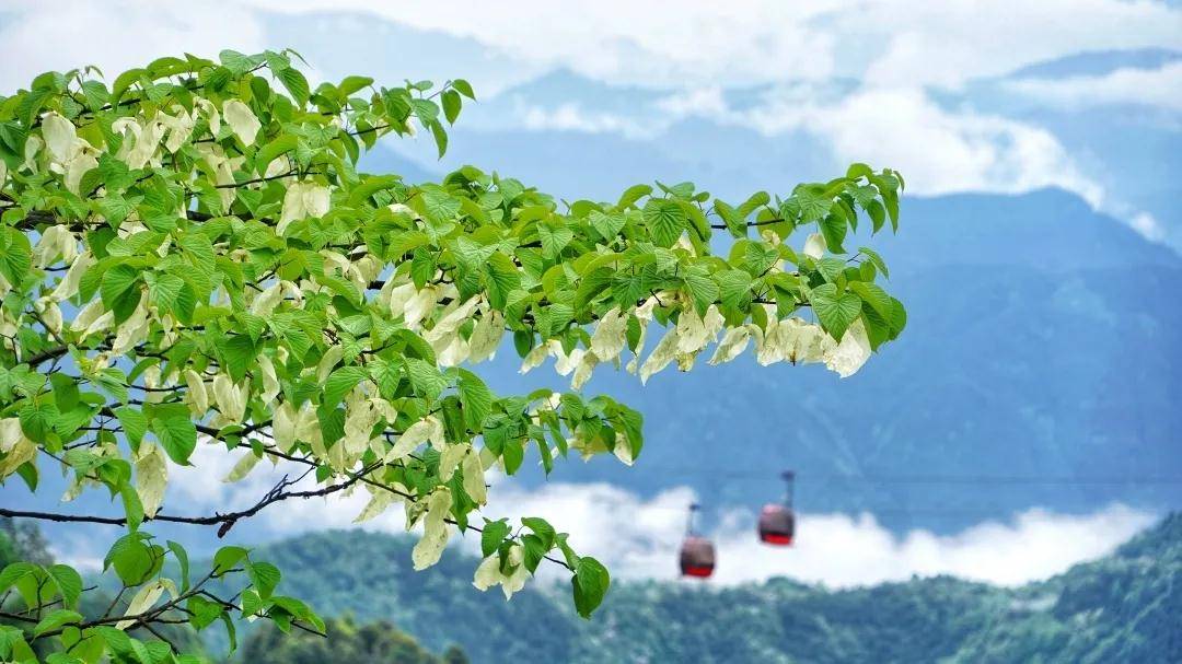 珙桐花开好风景 来瓦屋山赏"植物界大熊猫"