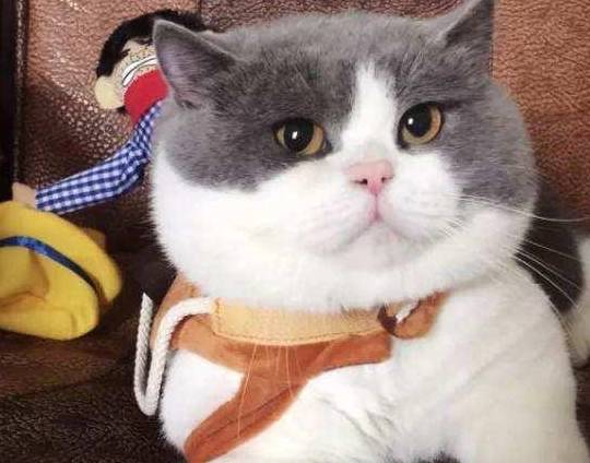 英短母猫不会发腮吗?