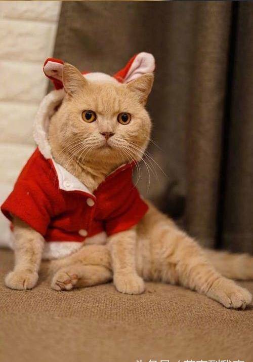 它的表情包存了好多,却不知它日常生活也是只有点小可爱的萌猫