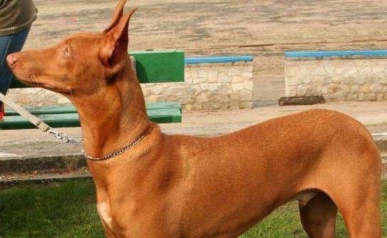解读"法老王猎犬",拥有高贵的血统的它,却是出名的捕猎高手