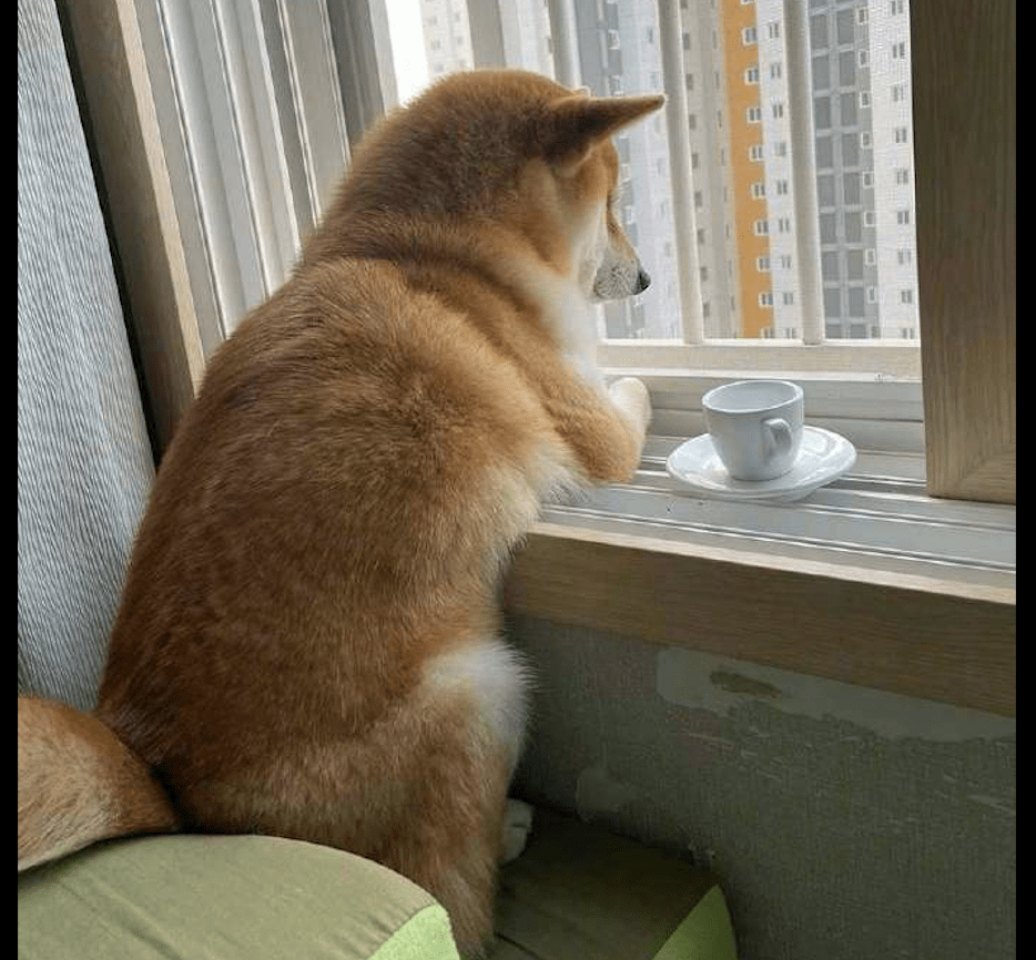 原创狗喜欢趴在窗台上看风景,主人专门给它买了座椅还有杯子,好惬意