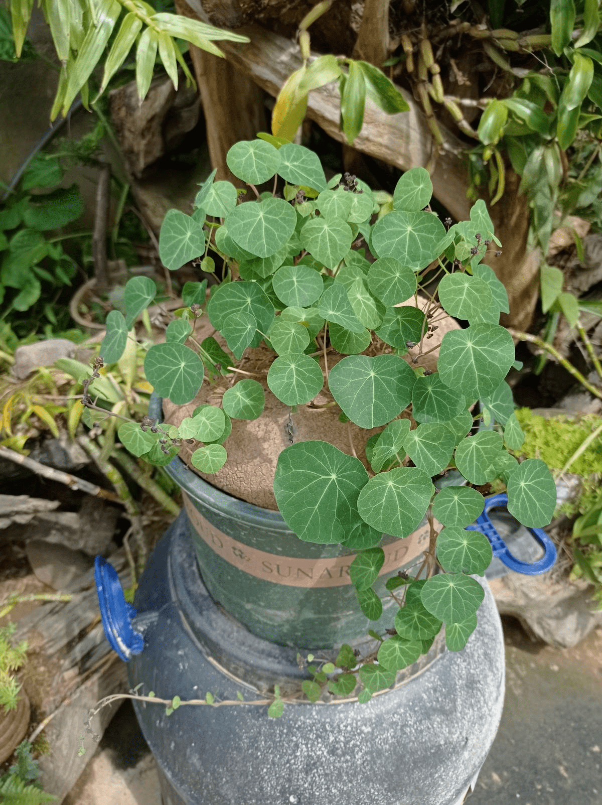 山乌龟也是一种看起来低调又宁静的植物,看着块根是不起眼,养起来