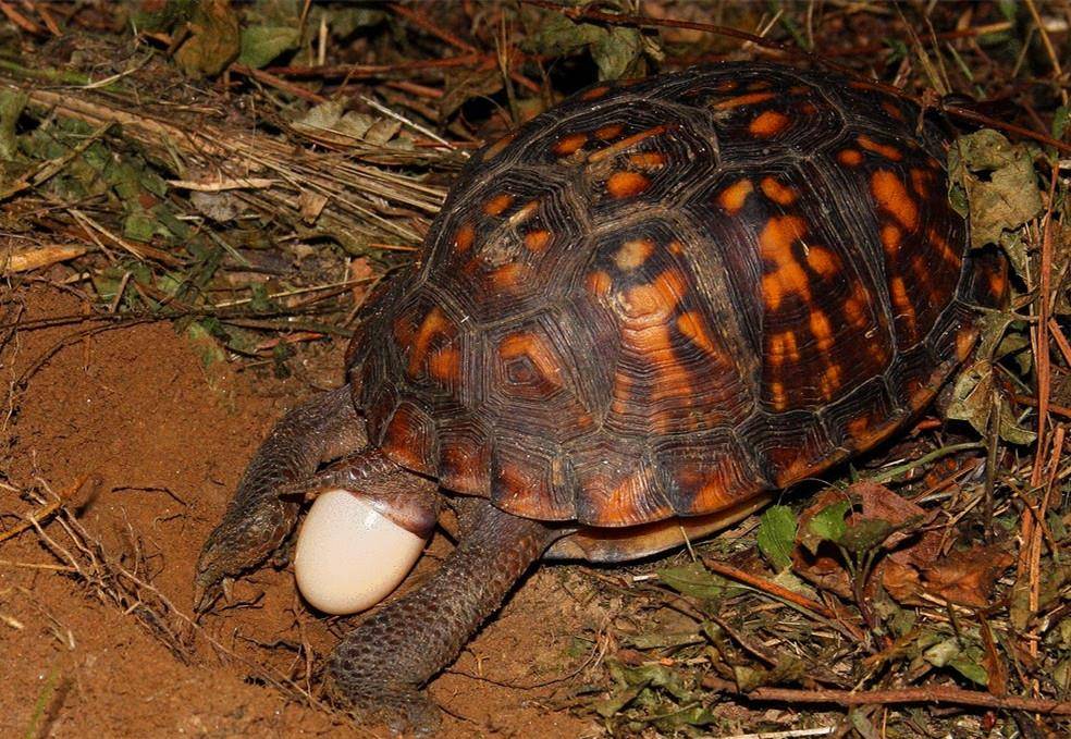 小科普七夕到了给大家科普一下乌龟的发情求爱交配产卵