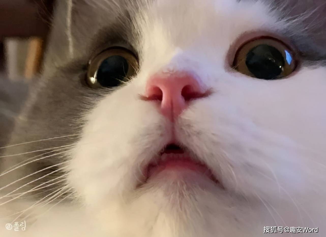 猫猫大脸怼镜头的照片太可爱了