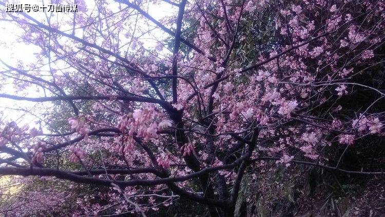 美了美了,整座大山美成花海,亲爱的,我要看樱花,暂时不回家了!